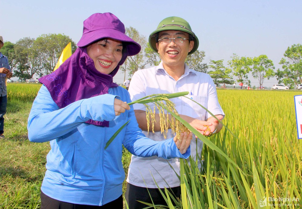 Vì sao Nghệ An vẫn được mùa hè thu dù sản xuất trong nắng nóng kéo dài?