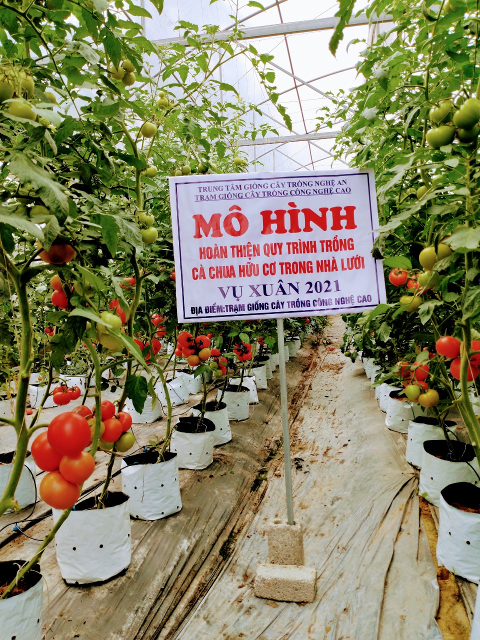 Kỹ thuật trồng cà chua bi  Chi tiết tin tức  Chuyên trang Nông thôn mới