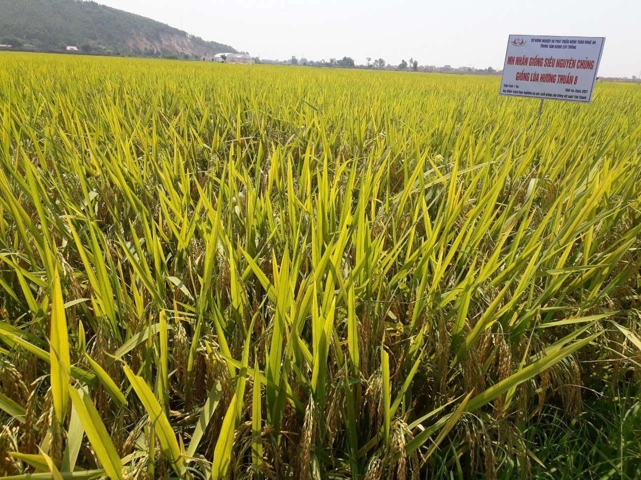 Mùa vàng bội thu