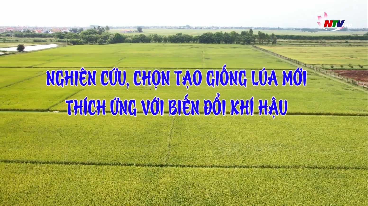 Phóng sự: Trung tâm Giống cây trồng Nghệ An nghiên cứu, chọn tạo giống lúa mới thích ứng với biến đổi khí hậu