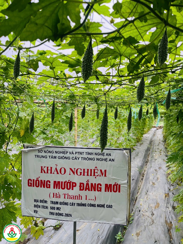 Trồng khảo nghiệm giống mướp đắng mới Hà Thanh 1 tại Nghệ An.