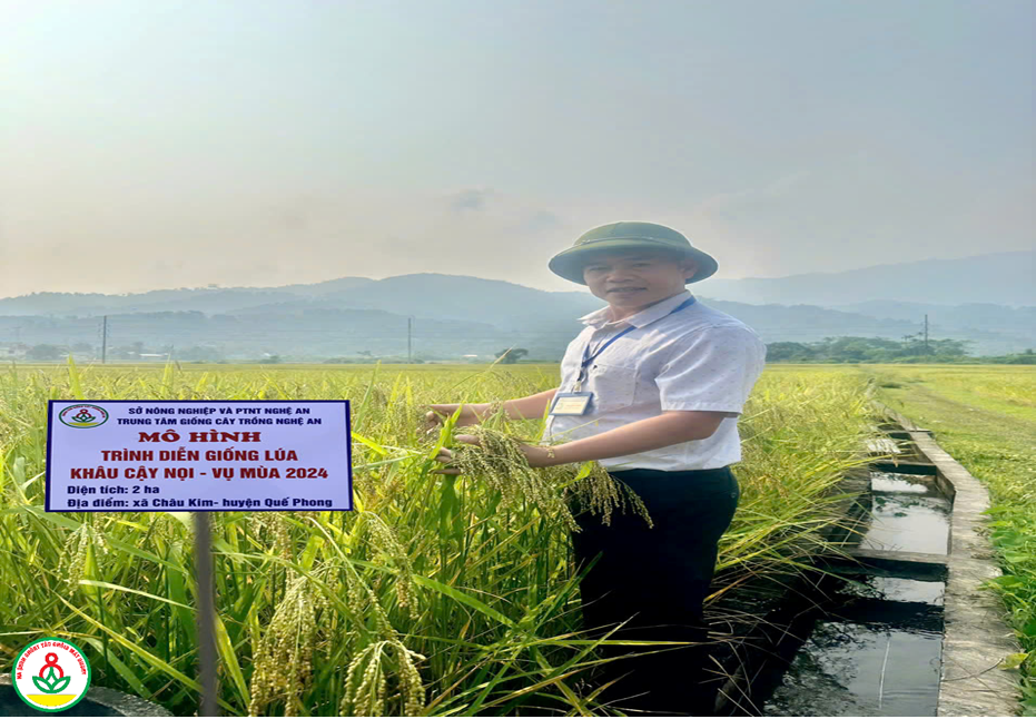 Trung tâm Giống cây trồng Nghệ An xây dựng mô hình sản xuất lúa hữu cơ Khâu cạy nọi vụ mùa 2024 tại huyện Kỳ Sơn và Quế Phong